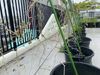 IMG_1417.jpeg